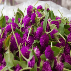 Globe Amaranth