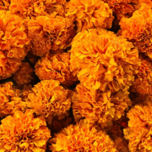 Marigold