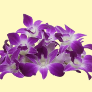 Orchid