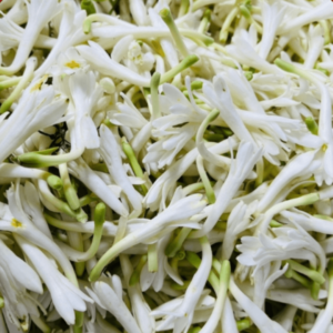 Tuberose