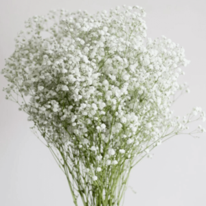 Baby’s Breath